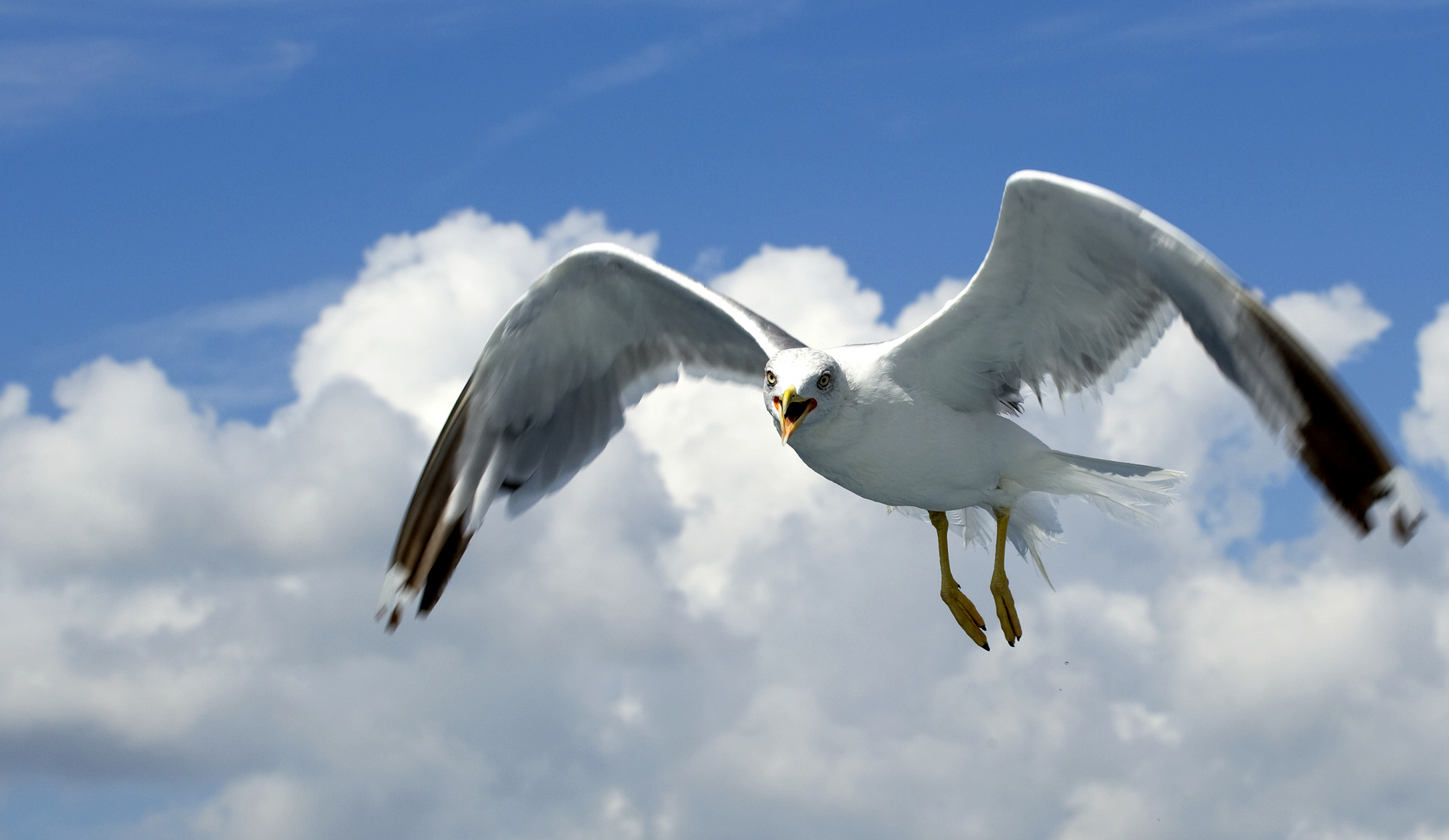 Mittelmeermöwe (Larus michahellis)