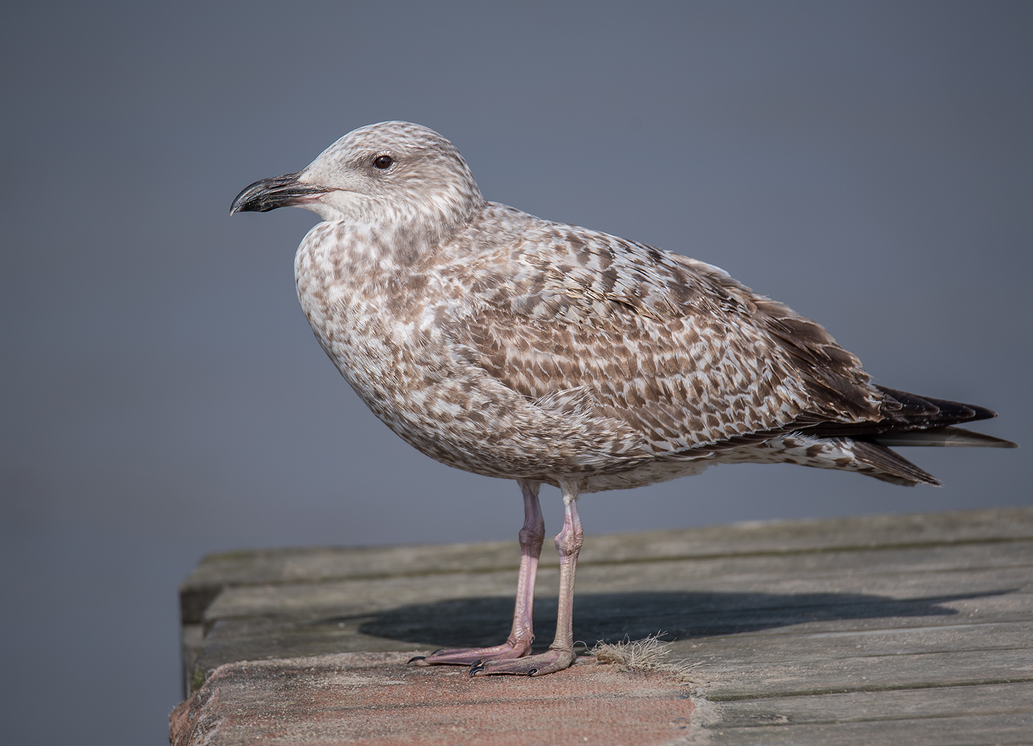 Mittelmeermöwe (Larus michahellis) 