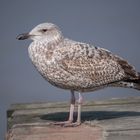 Mittelmeermöwe (Larus michahellis) 