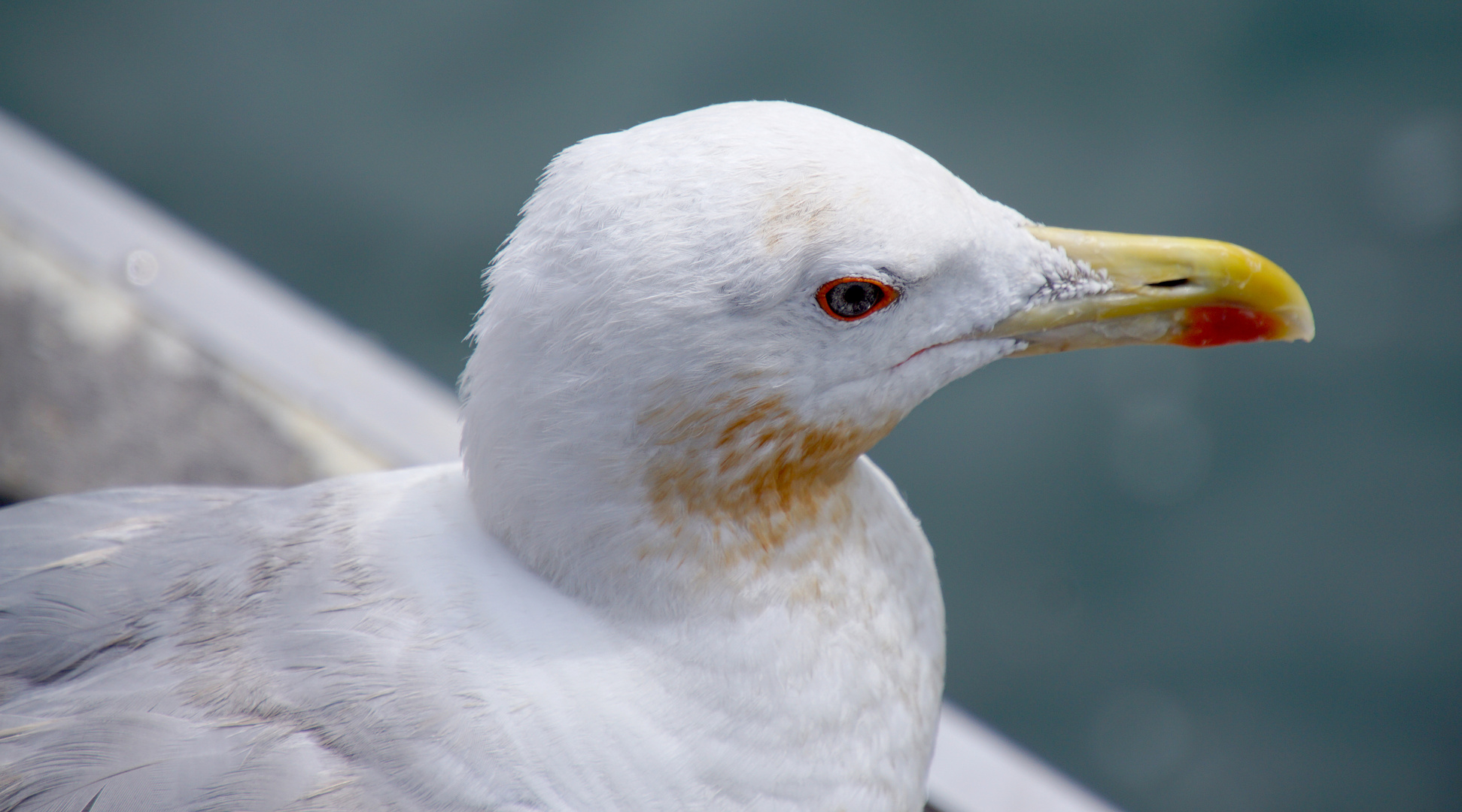 Mittelmeermöwe (Larus michahellis)