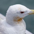 Mittelmeermöwe (Larus michahellis)