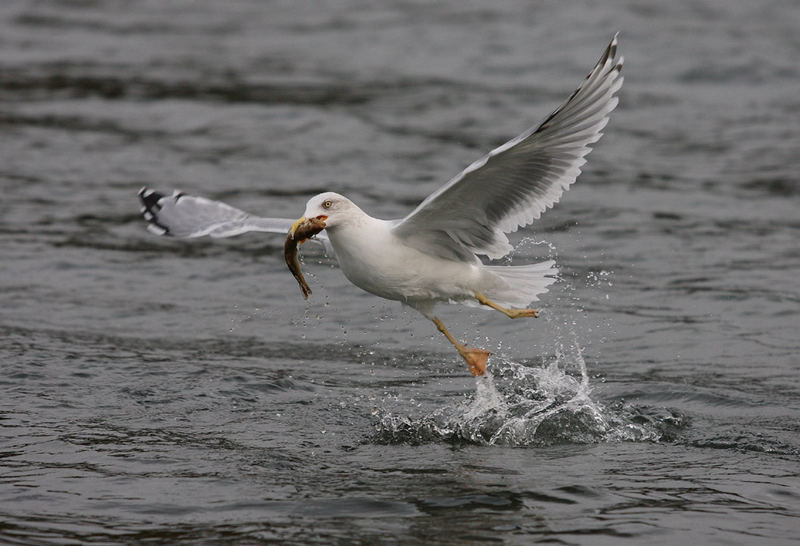 Mittelmeermöwe mit Fisch