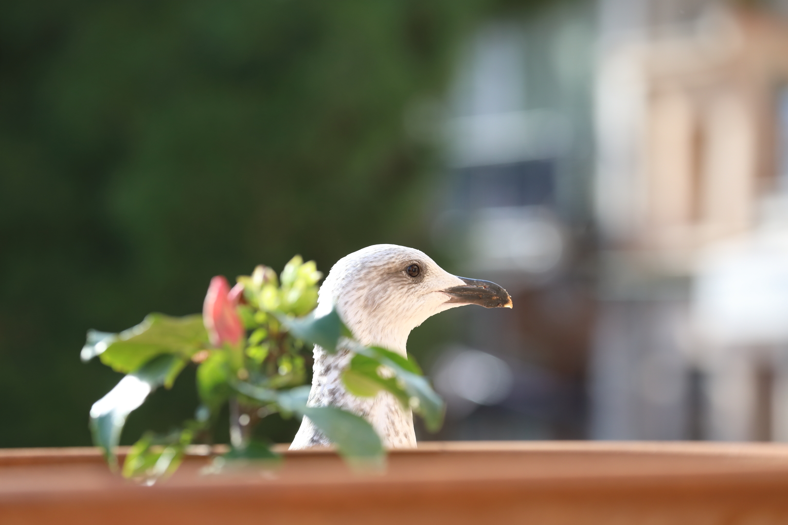 Mittelmeermöwe mit spiegelndem Auge