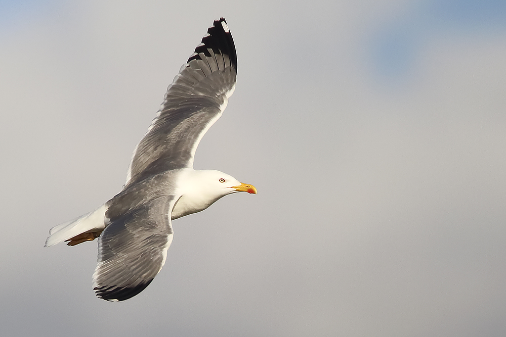 mittelmeermöwe und fränkischer himmel