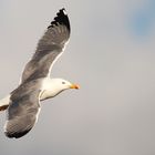 mittelmeermöwe und fränkischer himmel