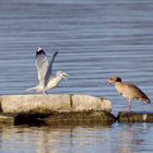 Mittelmeermöwe und Nilgans