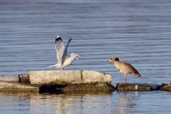 Mittelmeermöwe und Nilgans