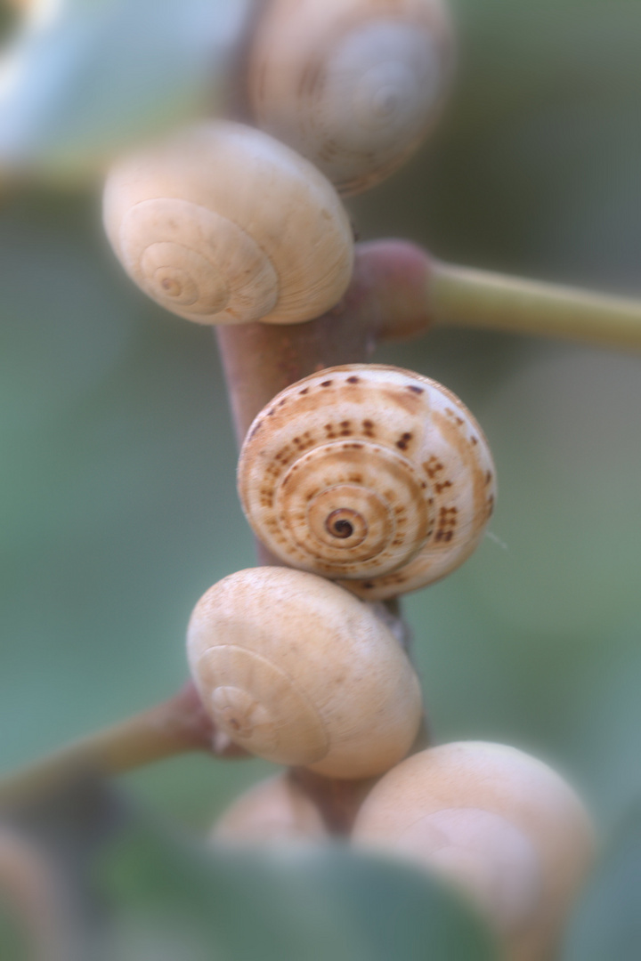 Mittelmeersandschnecke (Theba pisana)