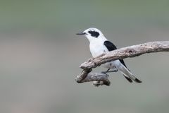 Mittelmeersteinschmätzer (Oenanthe hispanica) 