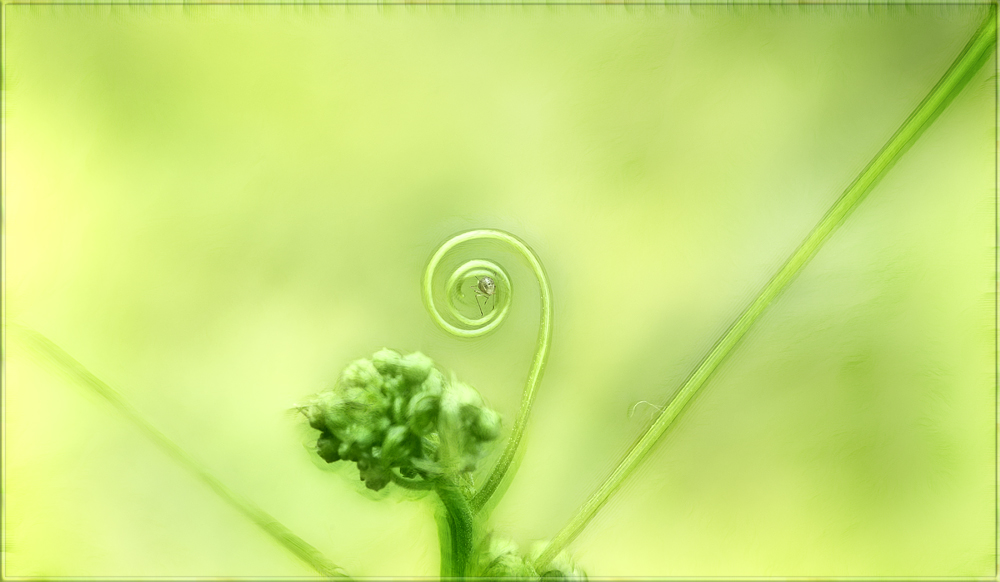 mittelpunkt Foto & Bild pflanzen, pilze & flechten, moose & farne