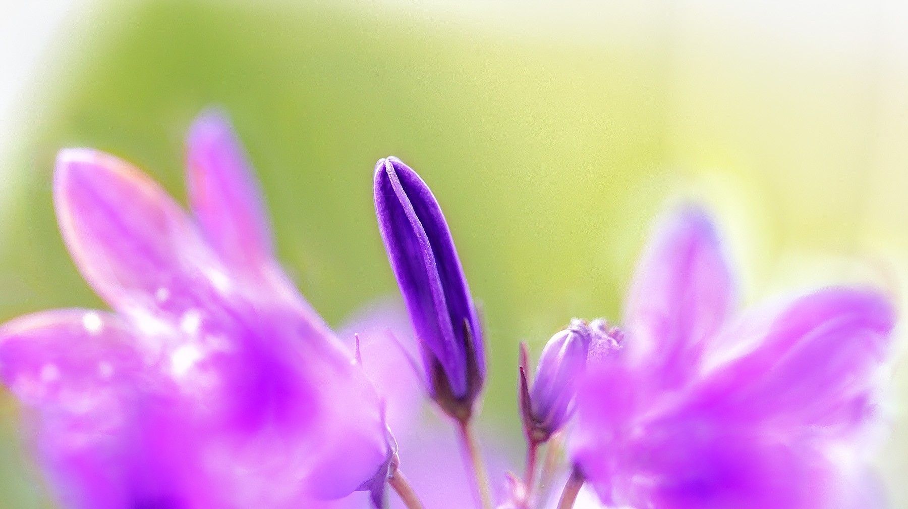 mittelpunkt blumen ...