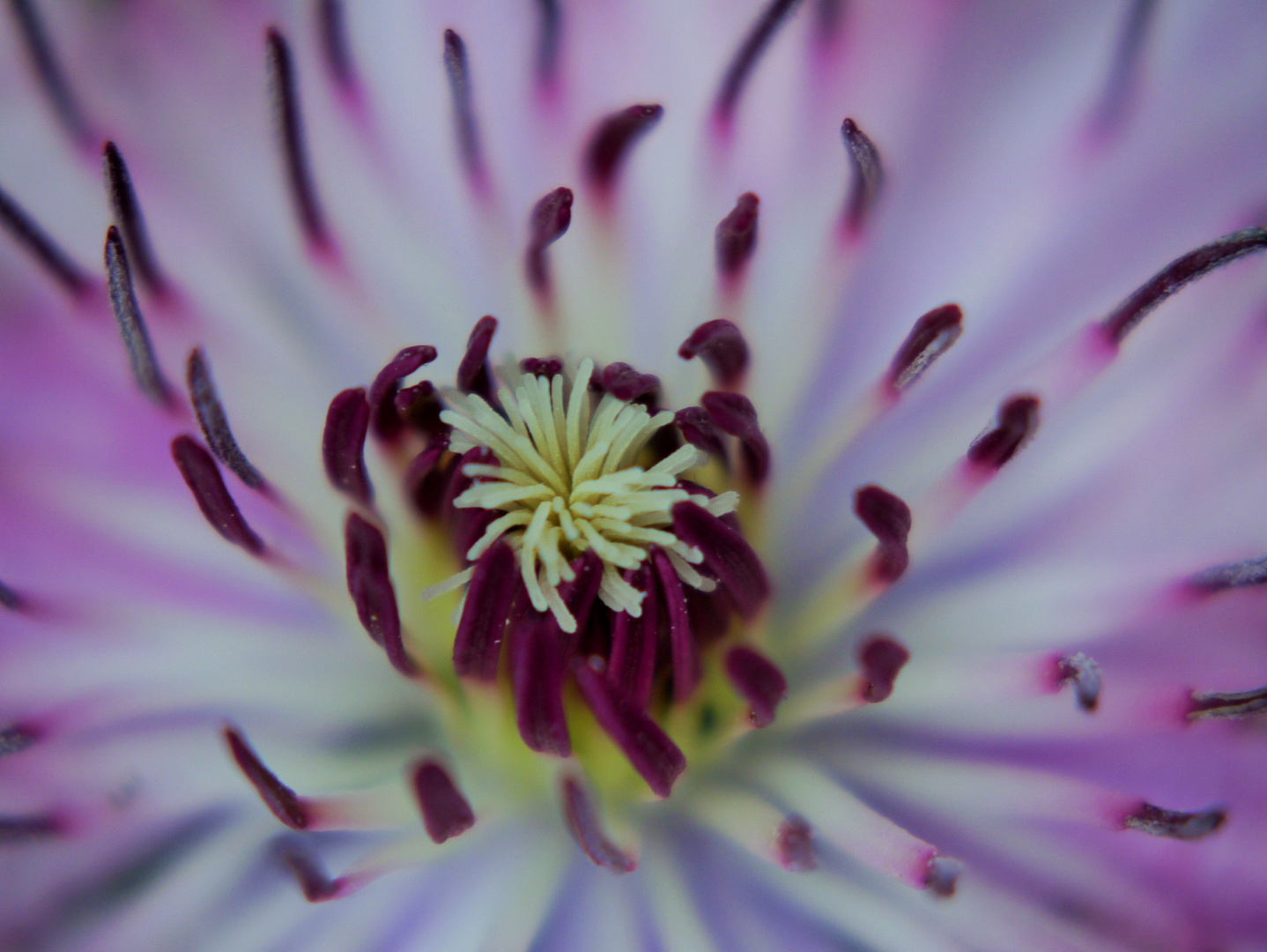 Mittelpunkt einer Clematis