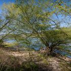 Mittelrheintal - Aprilgrün am Rheinufer