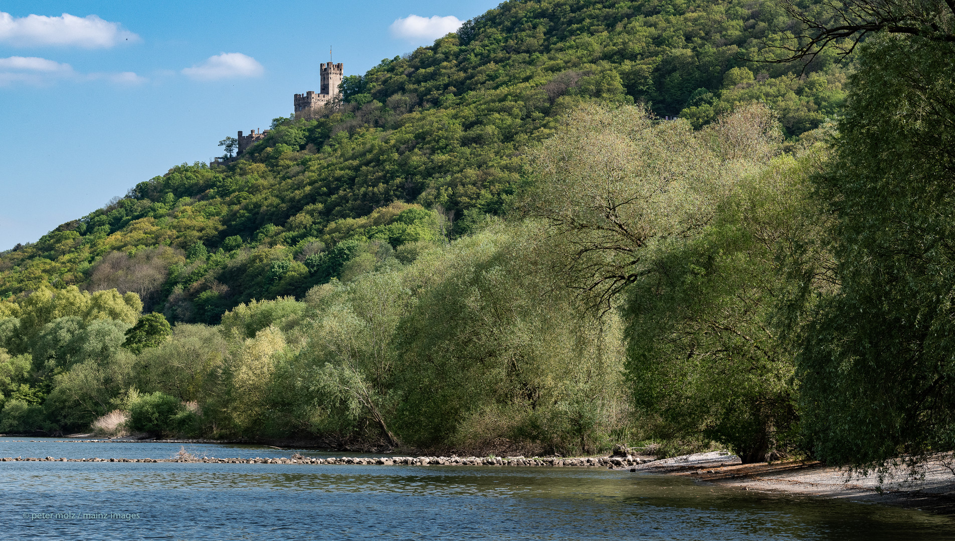 Mittelrheintal - Frühlingsgrüne Flußlandschaft mit Burg