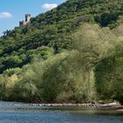 Mittelrheintal - Frühlingsgrüne Flußlandschaft mit Burg