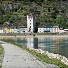 Mittelrheintal - Graugänse besetzen den Loreleyblick - Shit happens!