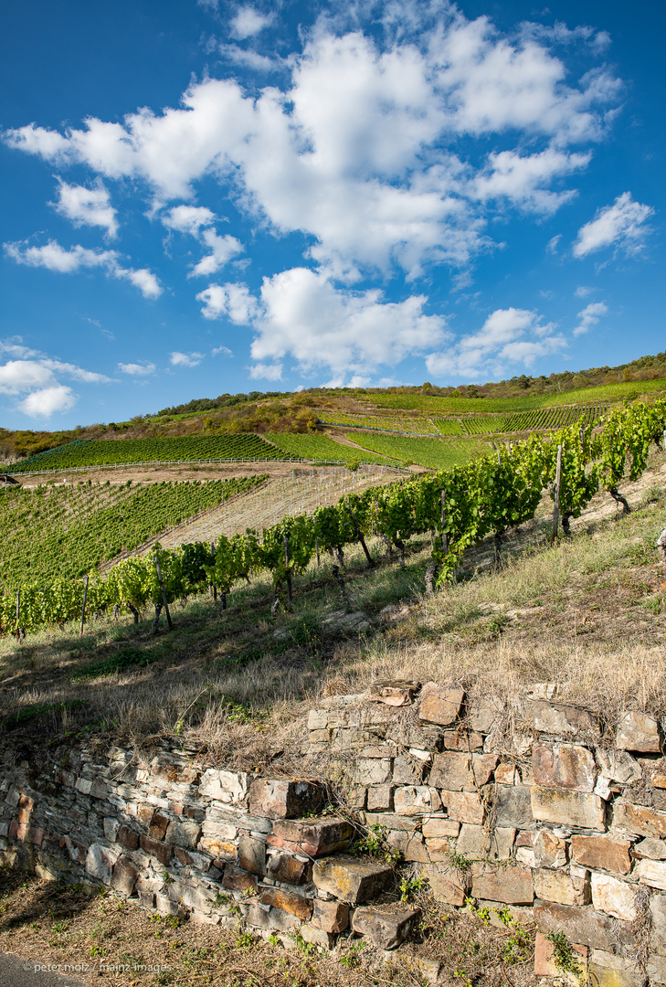 Mittelrheintal - Herbstanfang in den Wingerten