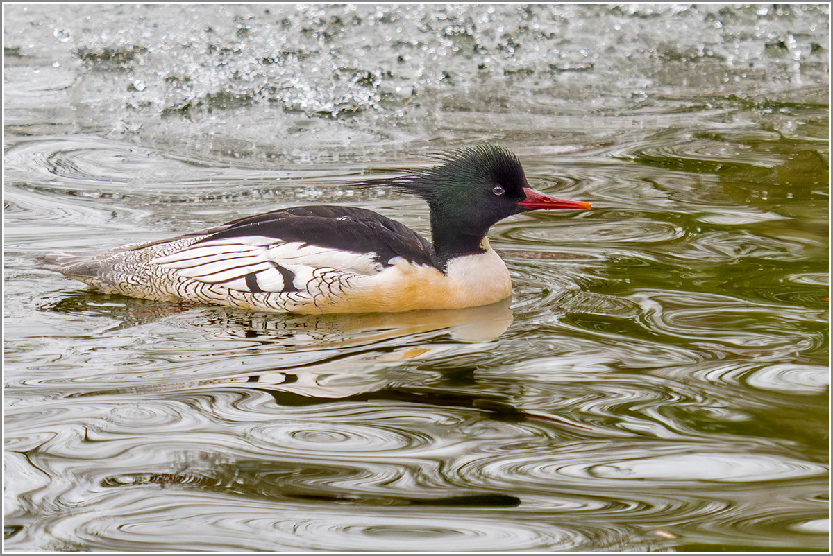 Mittelsäger auf dem großen Teich