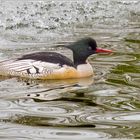 Mittelsäger auf dem großen Teich