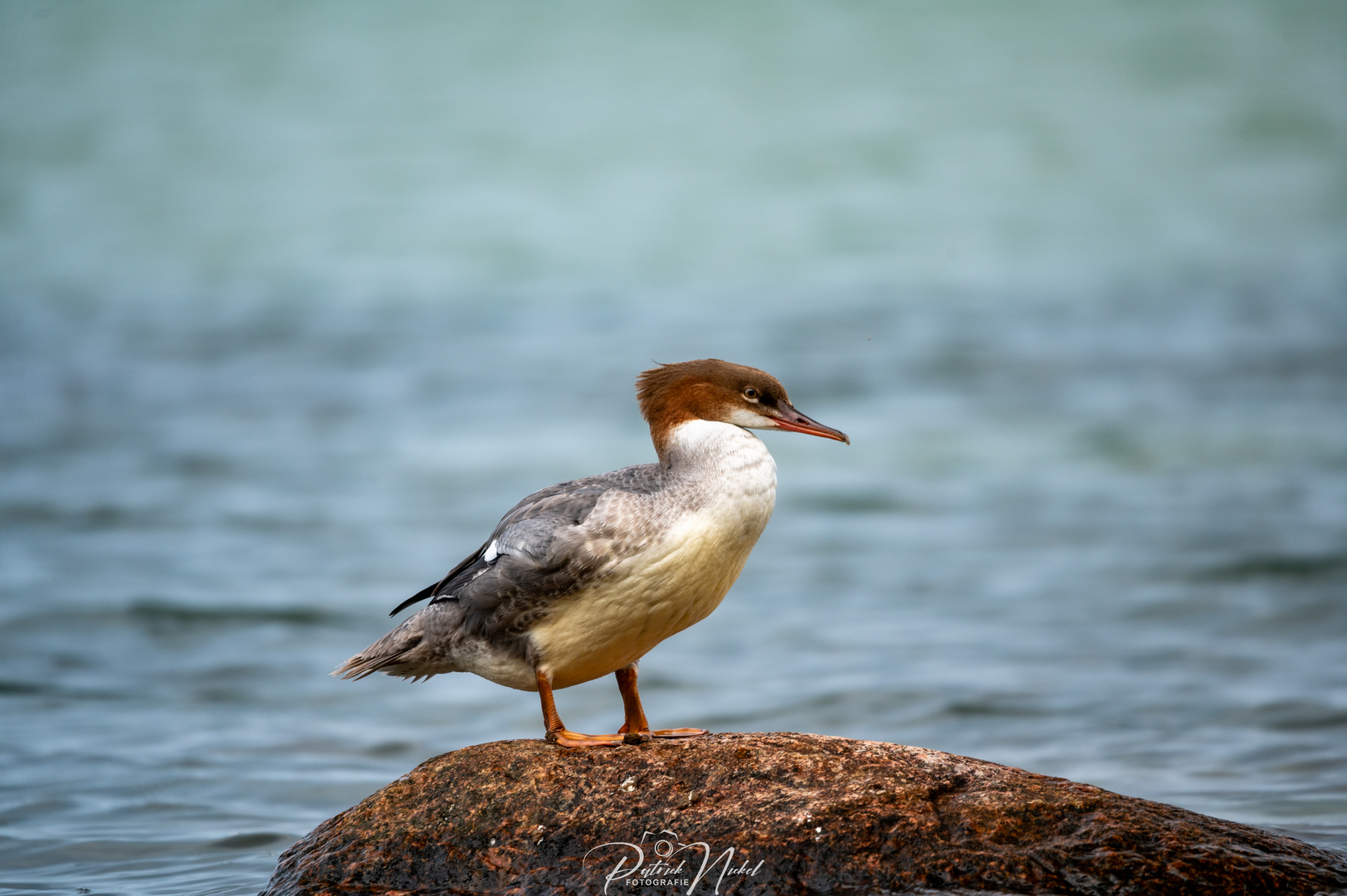 Mittelsäger auf der Ostseeinsel Rügen