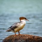 Mittelsäger auf der Ostseeinsel Rügen