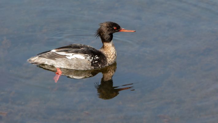 Mittelsäger Männchen 001