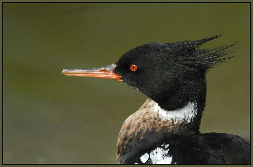 Mittelsäger (Mergus serrator)