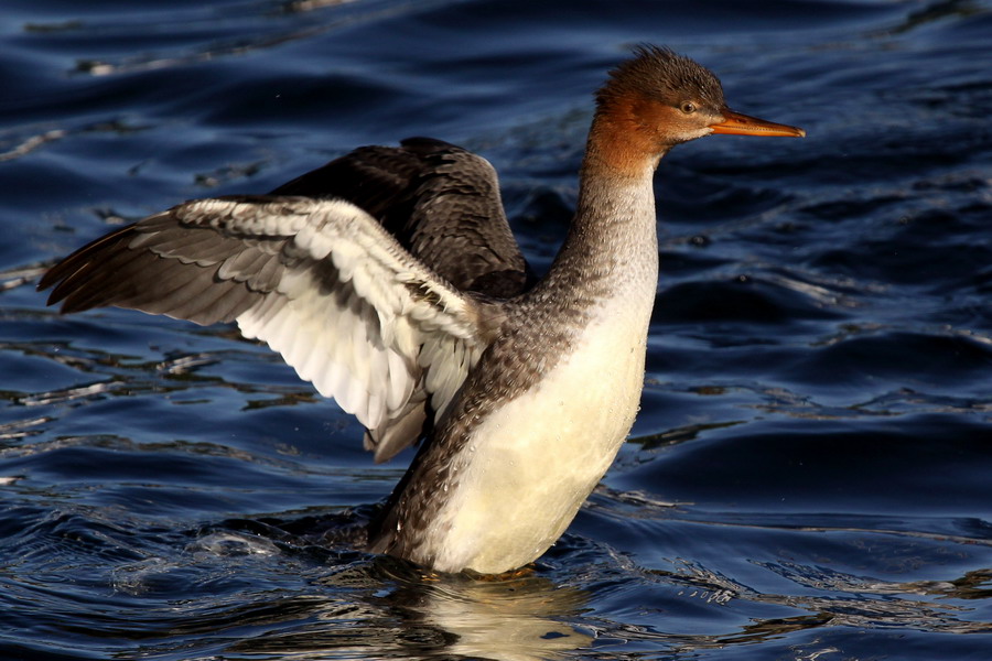 Mittelsäger ( Mergus serrator )