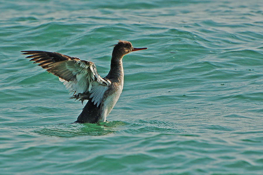 Mittelsäger - Red-Breasted Merganser (Mergus serrator)