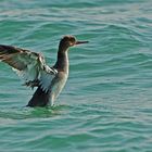 Mittelsäger - Red-Breasted Merganser (Mergus serrator)