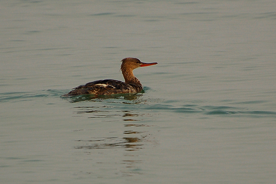 Mittelsäger - Red-Breasted Merganser (Mergus serrator)