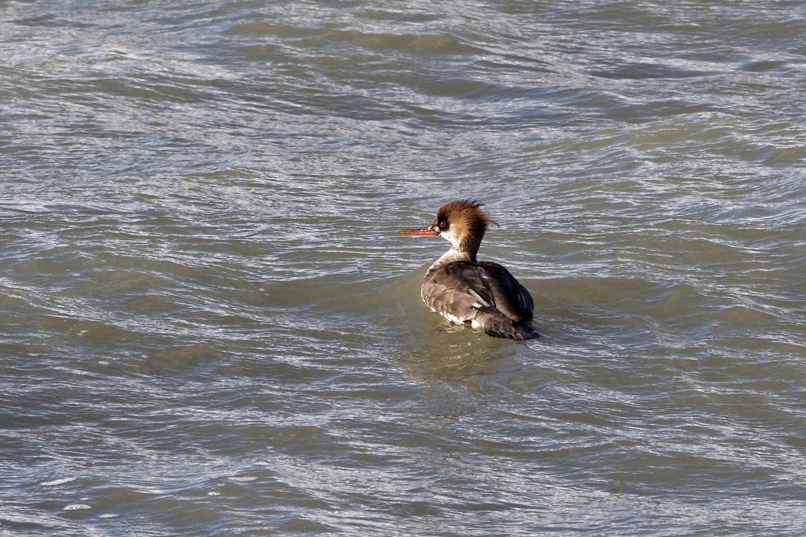 Mittelsäger Weibchen auf der Nordsee