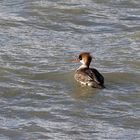 Mittelsäger Weibchen auf der Nordsee