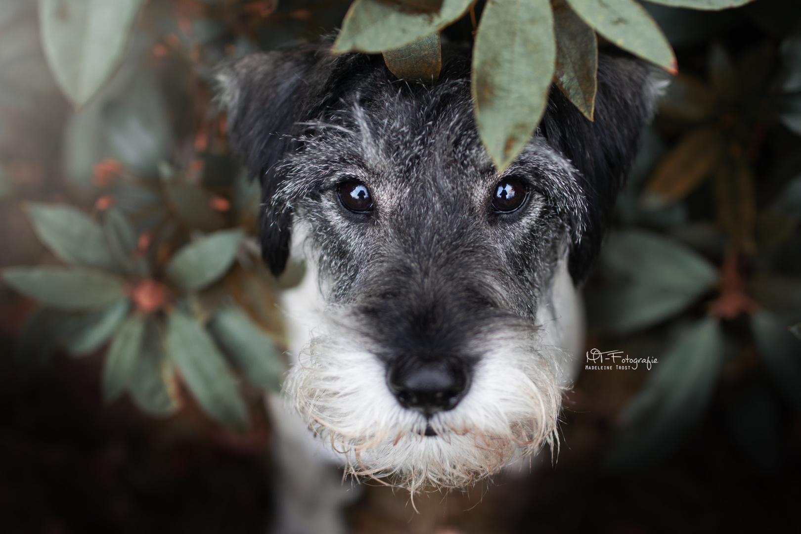 Mittelschnauzer Amy