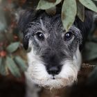 Mittelschnauzer Amy