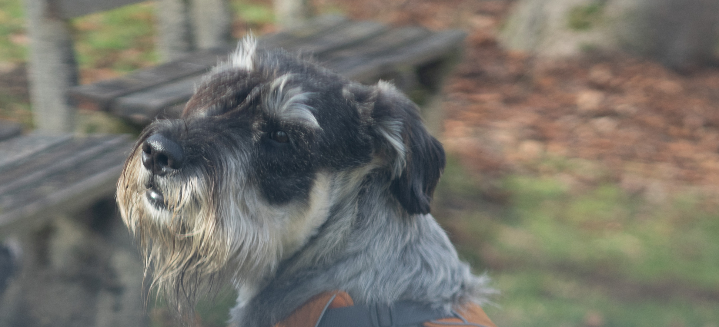 Mittelschnauzer Porträt