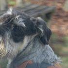 Mittelschnauzer Porträt