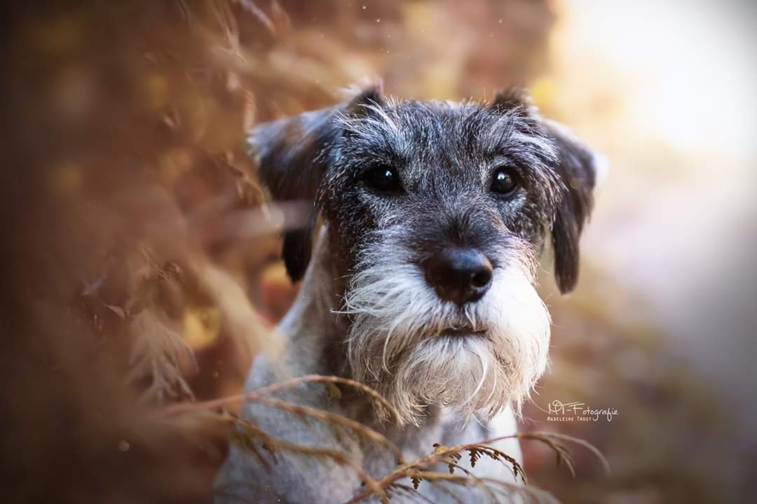 Mittelschnauzerhuendin Amy 