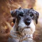 Mittelschnauzerhuendin Amy 