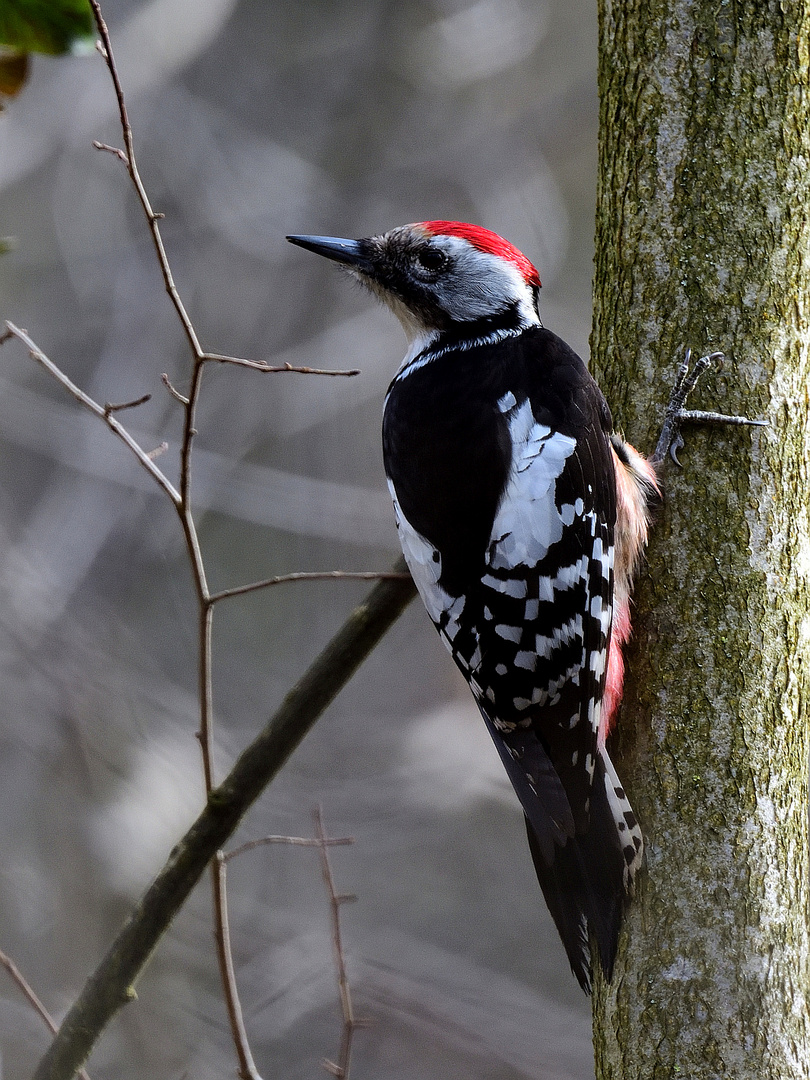 Mittelspecht 1 (m), (Leiopicus medius), Middle spotted woodpecker, Pico mediano