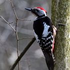 Mittelspecht 1 (m), (Leiopicus medius), Middle spotted woodpecker, Pico mediano