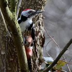 Mittelspecht 2 (m), (Leiopicus medius), Middle spotted woodpecker, Pico mediano
