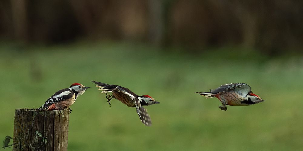 Mittelspecht - Abflug