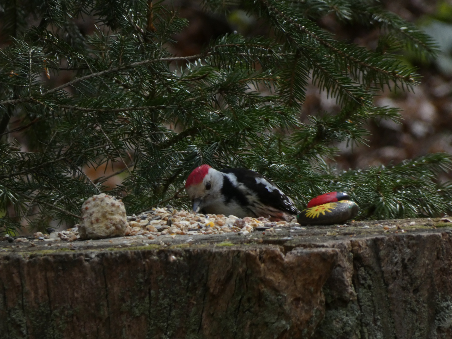 Mittelspecht am Futterplatz