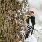 Mittelspecht bei Schneefall 