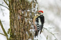 Mittelspecht bei Schneefall 