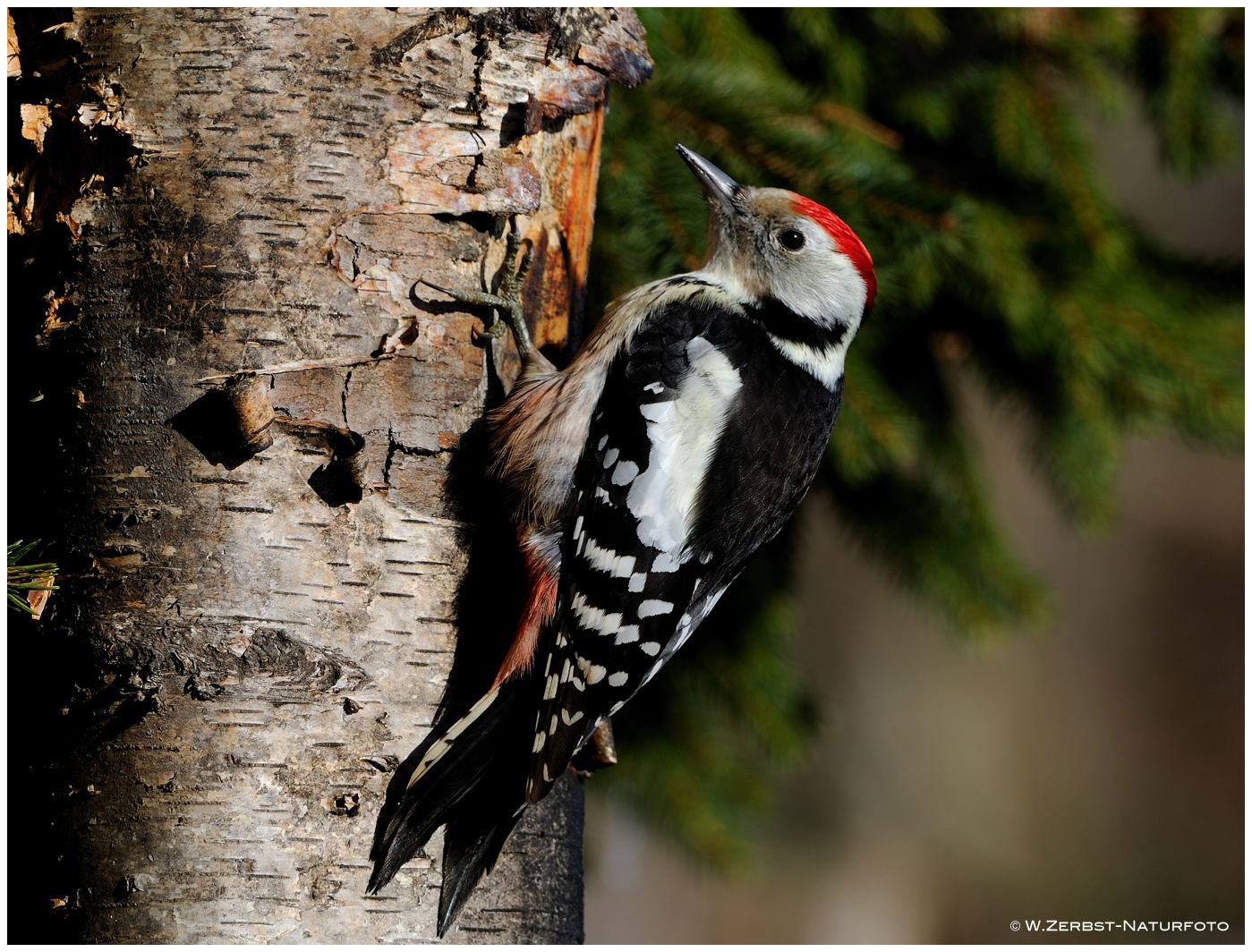 --- Mittelspecht --- ( Denddrocopos medius )