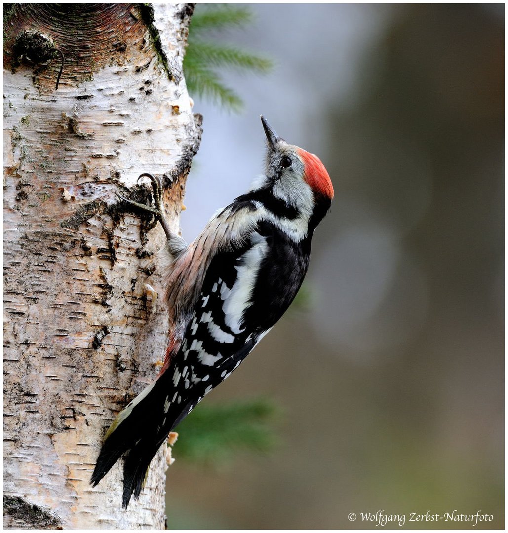 --- Mittelspecht --- ( Dendrocopos medius )