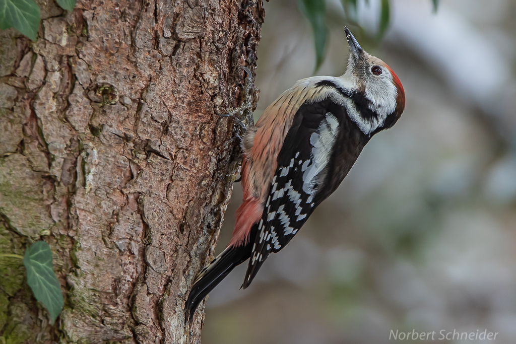 Mittelspecht Dendrocopos medius