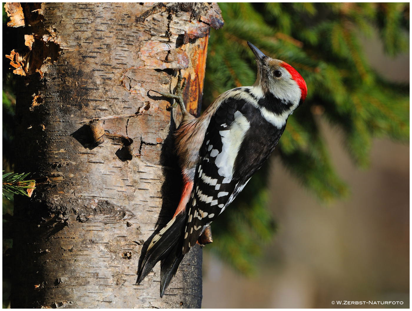 --- Mittelspecht --- ( Dendrocopos medius )